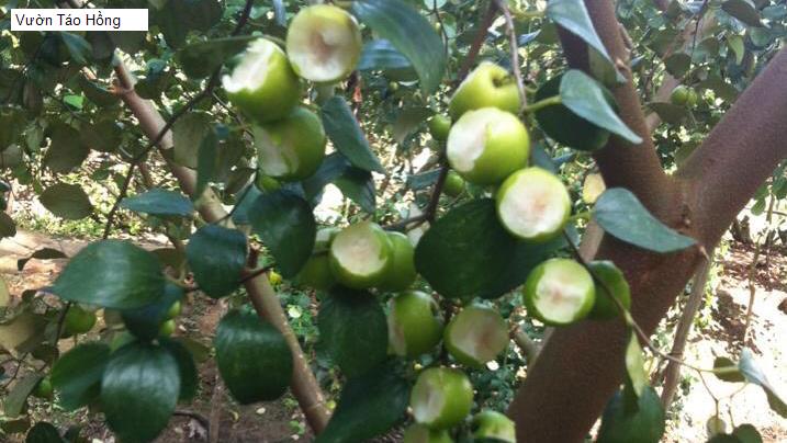 Vườn Táo Hồng