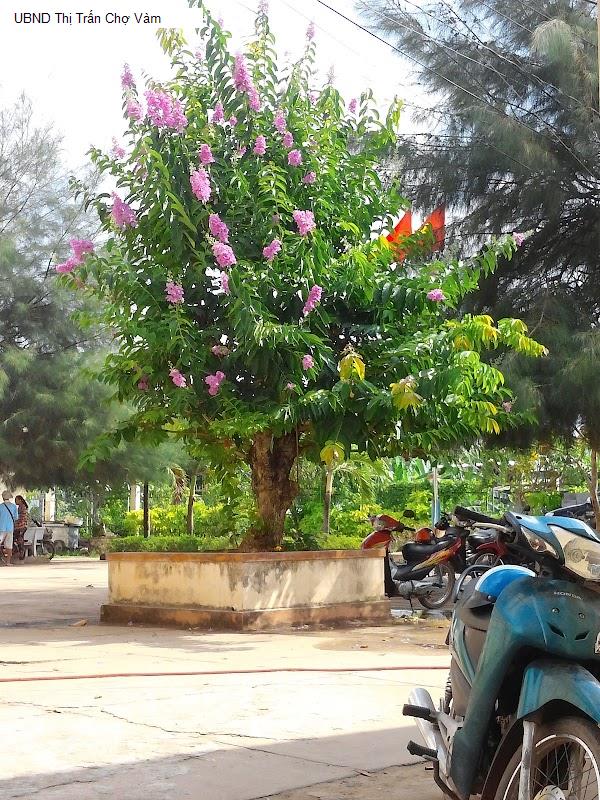 UBND Thị Trấn Chợ Vàm